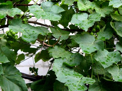 Autumn leaves drops photo