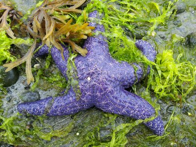 Starfish on beach green beach photo