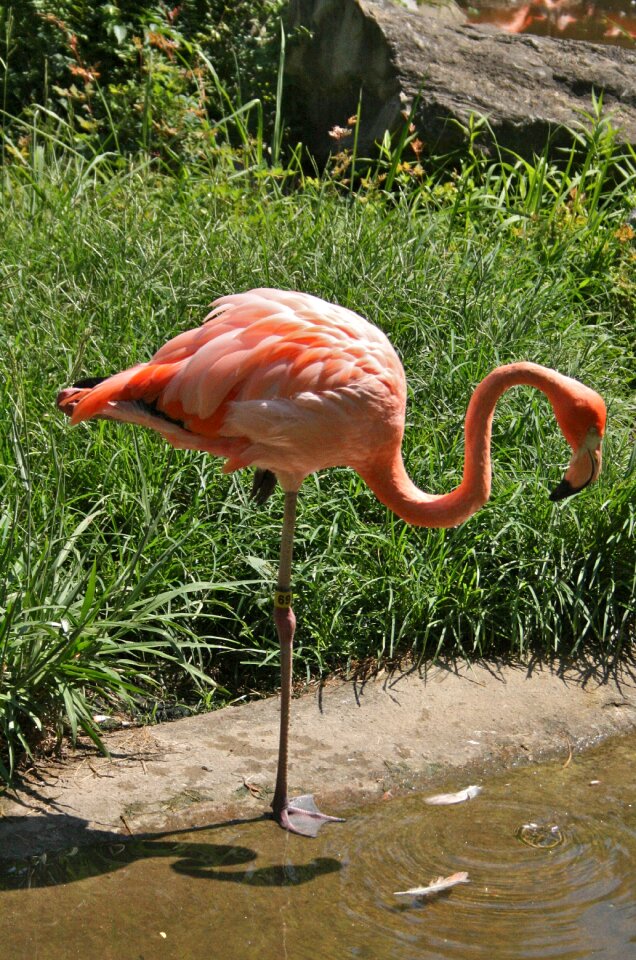 Wildlife bird nature