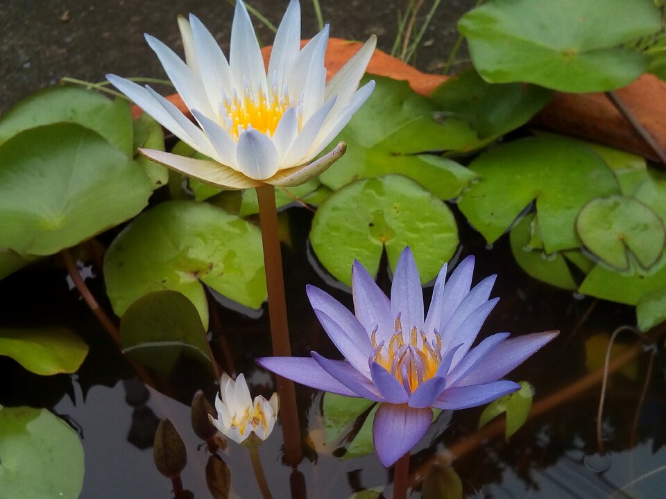 Flowers lotus lake white lotus