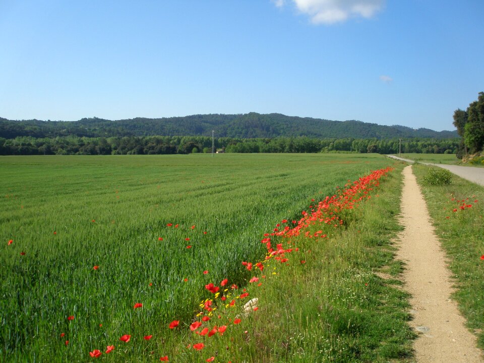Landscape green spring
