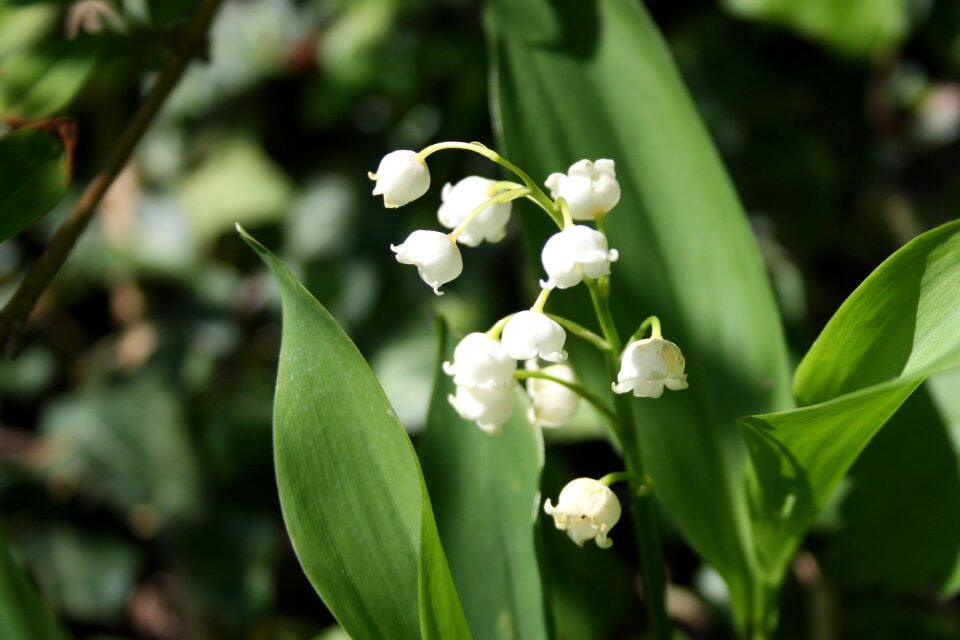 Spring close up bell