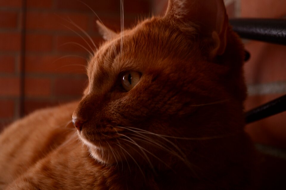 Pet brindle feline look