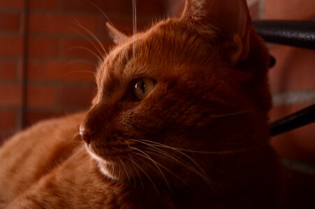 Pet brindle feline look