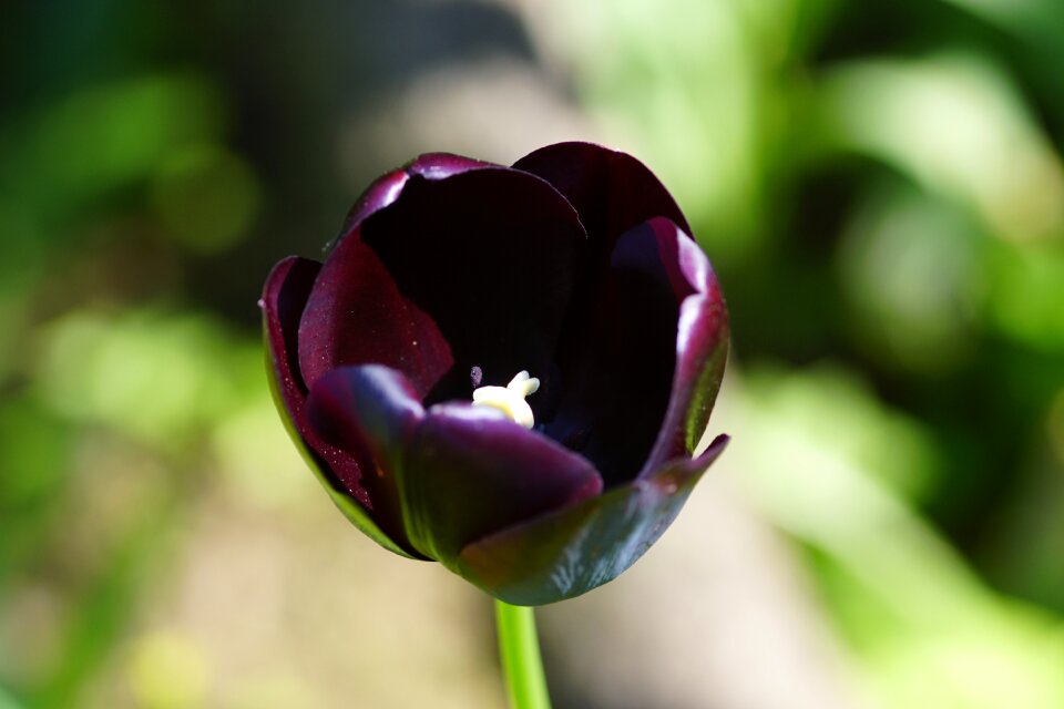 Macro garden flower