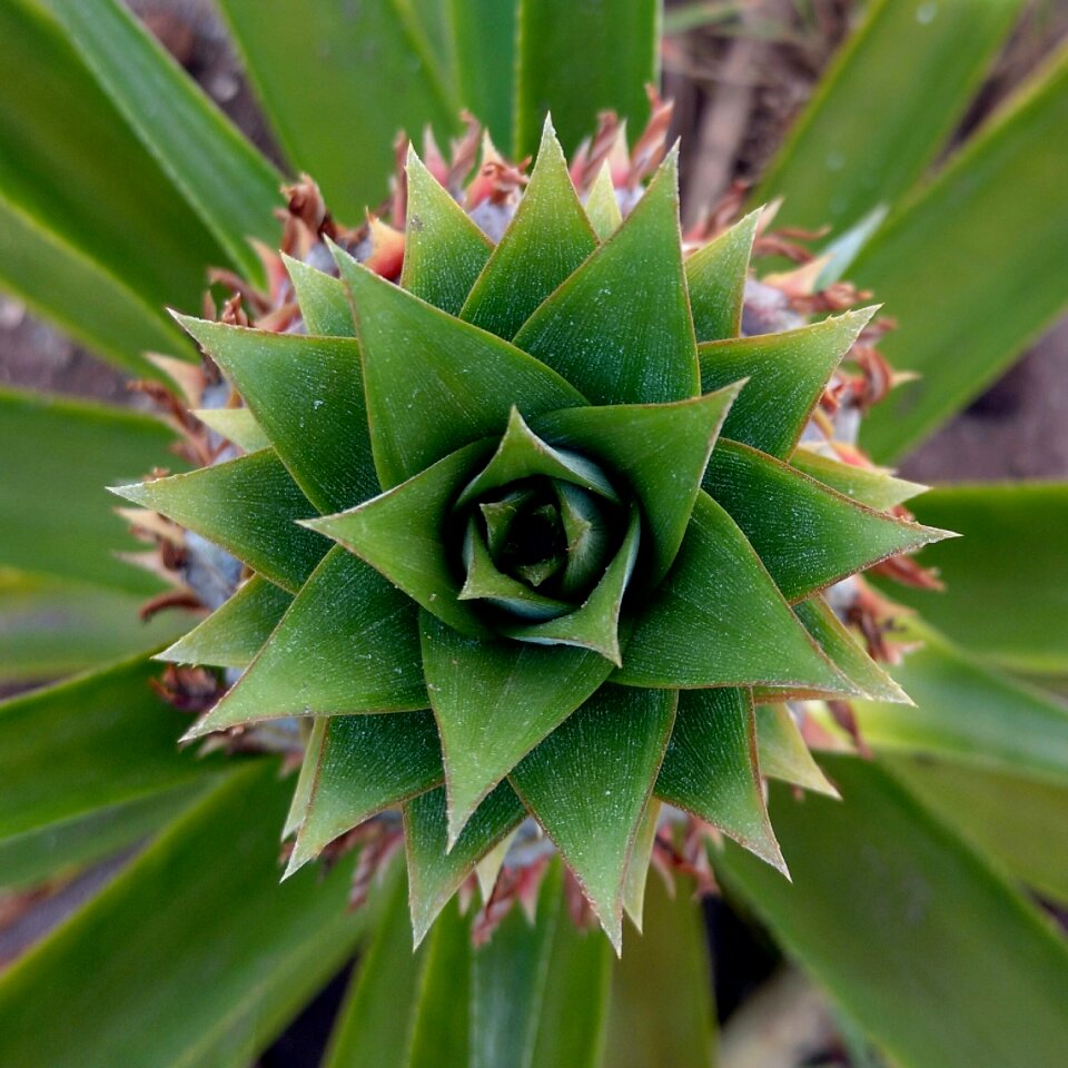 Top view pineapple leaves vegetable