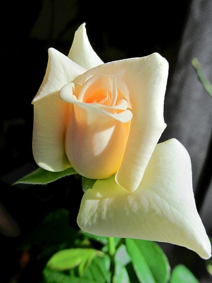 Tenderness bud beautiful flower