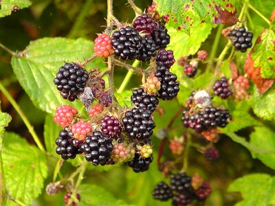 Fruit berries bramble photo