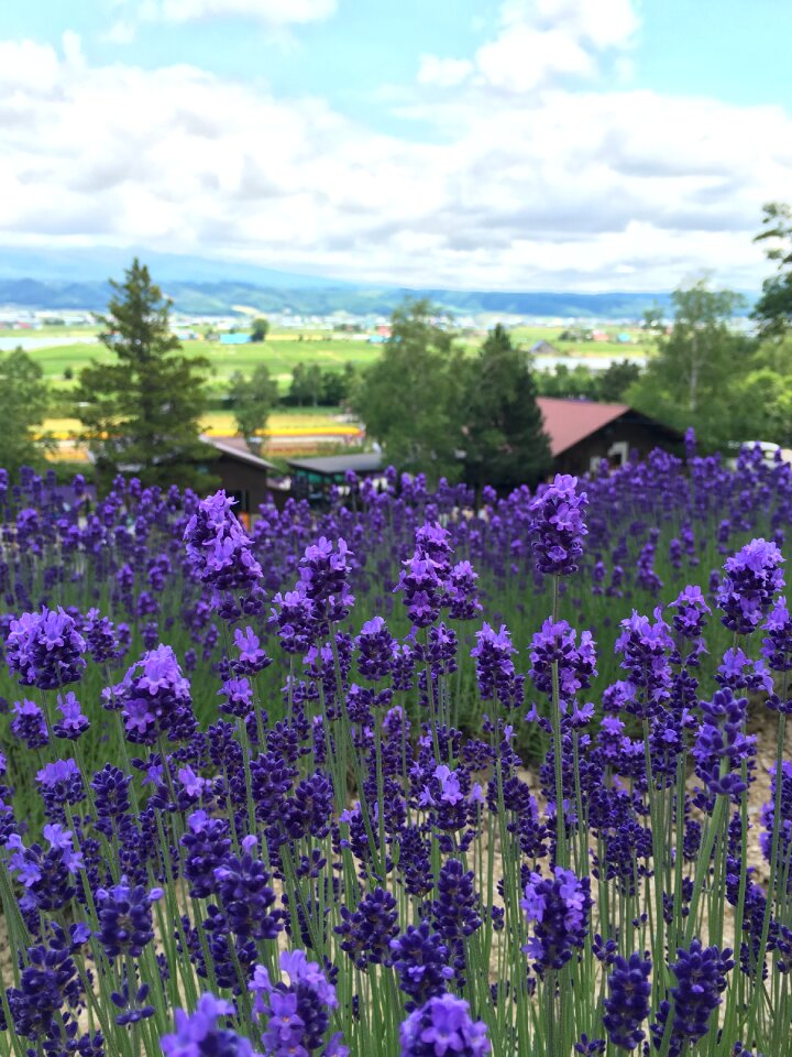 Hokkaido landscape photo