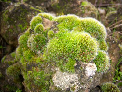 Macro cushion soft