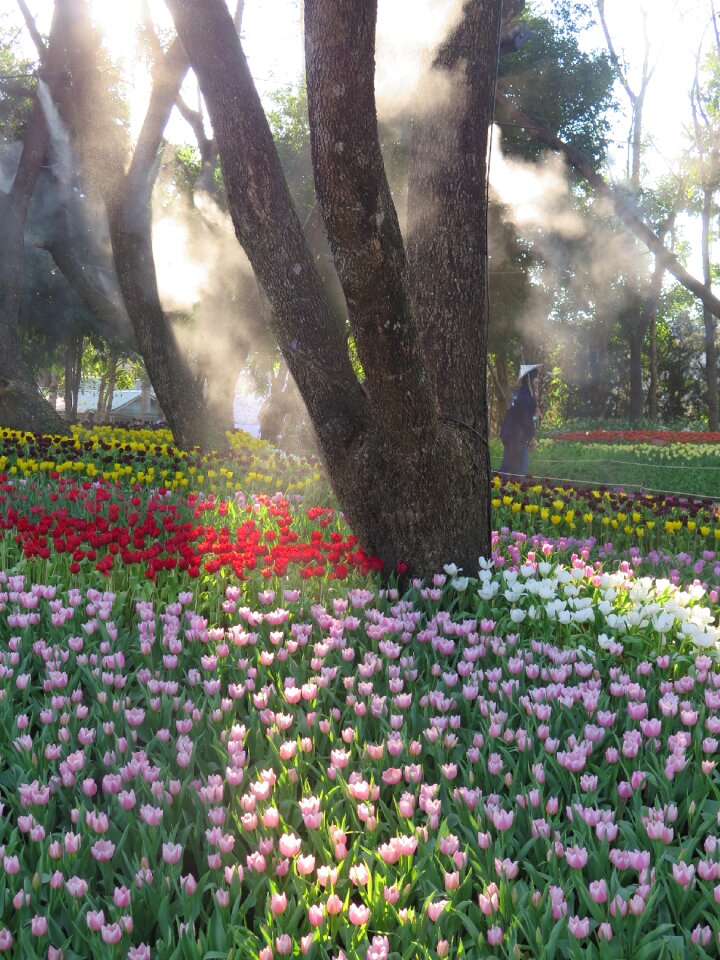 Chiang rai thailand garden