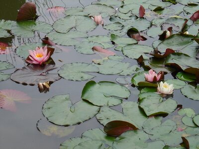 Aquatic plant pink water lily pond plant photo