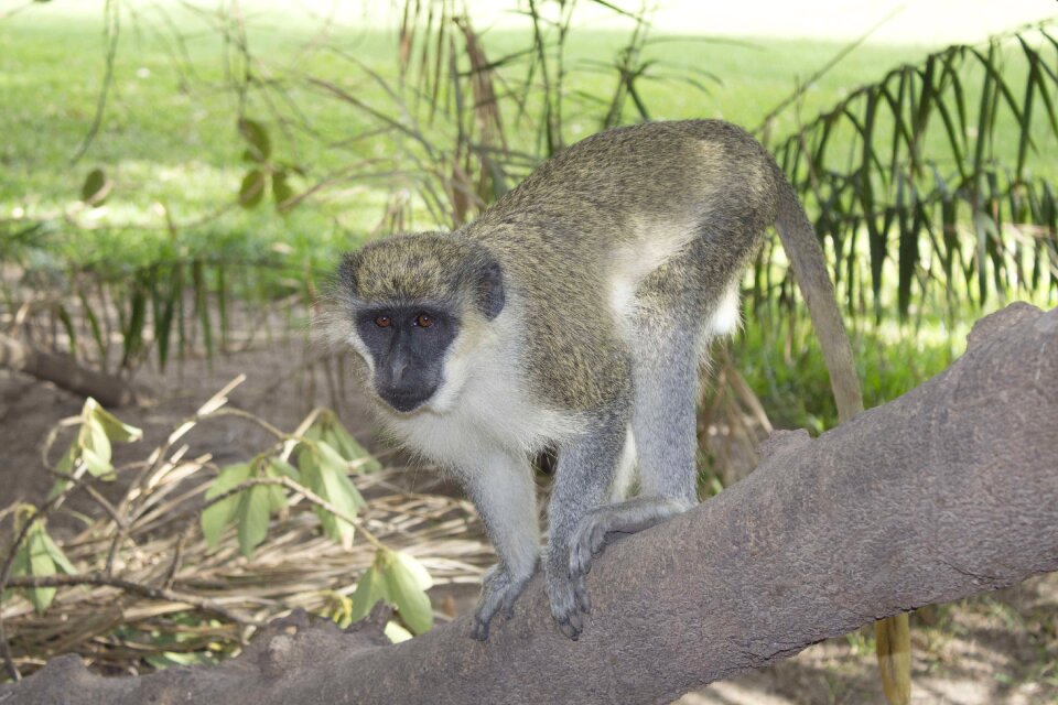 Wildlife nature african