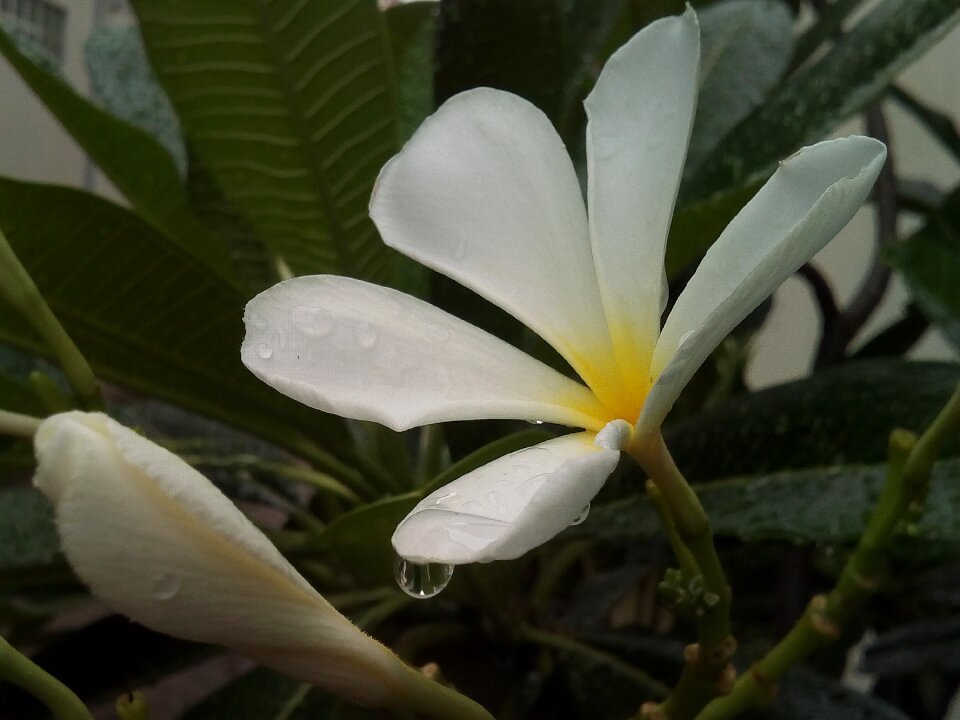 White flowers plant flower