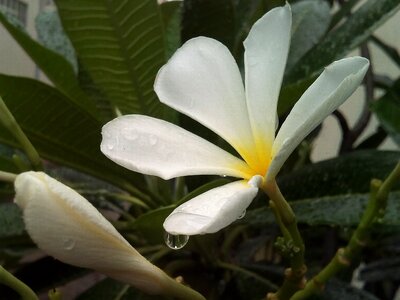 White flowers plant flower