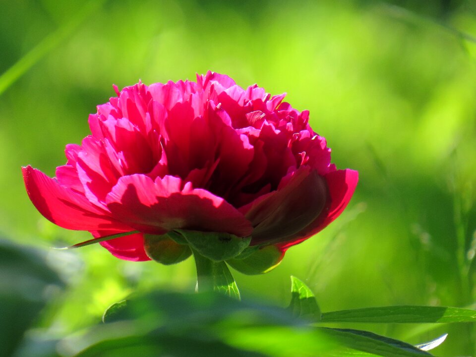 Nature garden plant