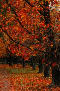 Landscape trunk tree
