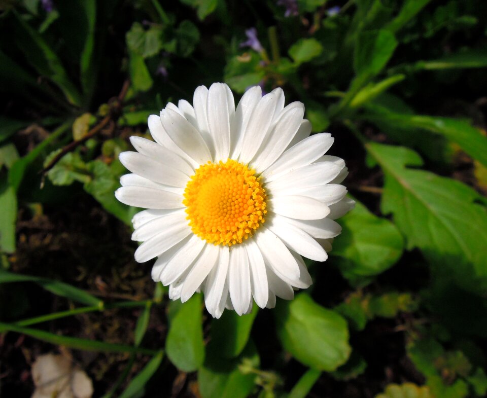 White flower plant spring flower