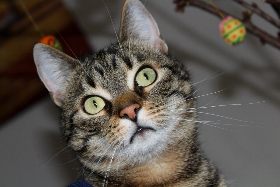 Cat's eyes beautiful sweet