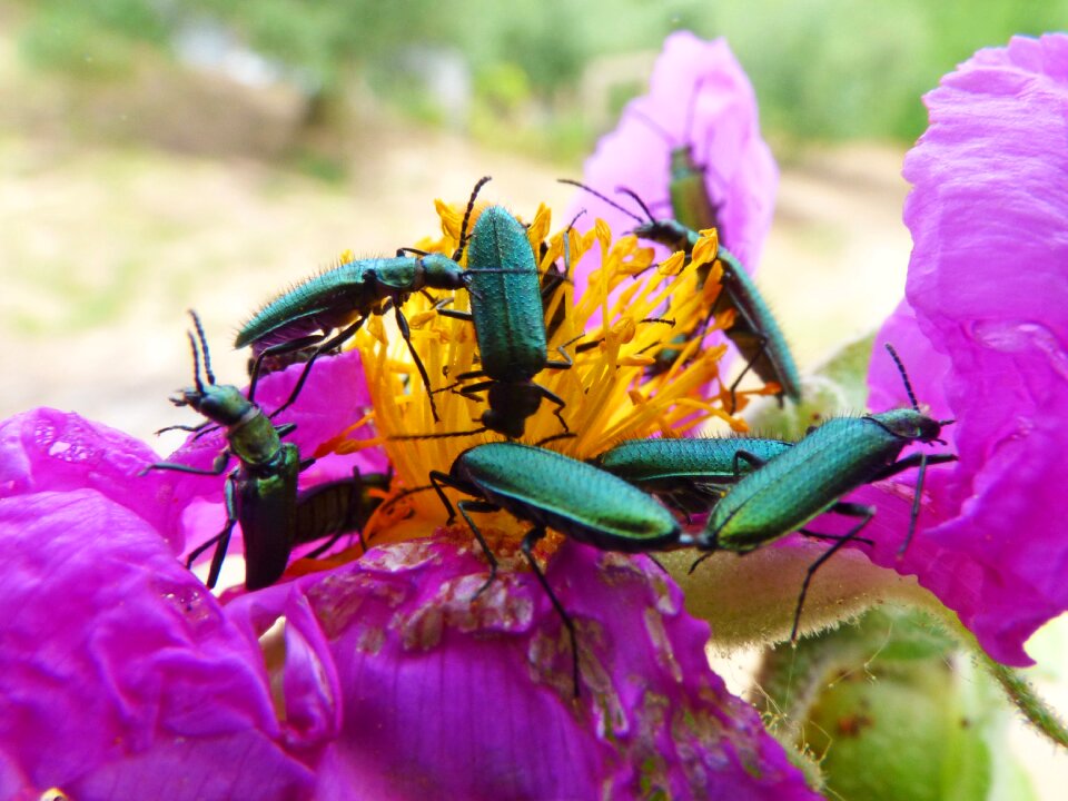 Bugs coleoptera steppe