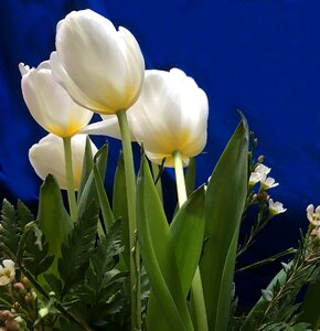 Flowers schnittblume white petals photo