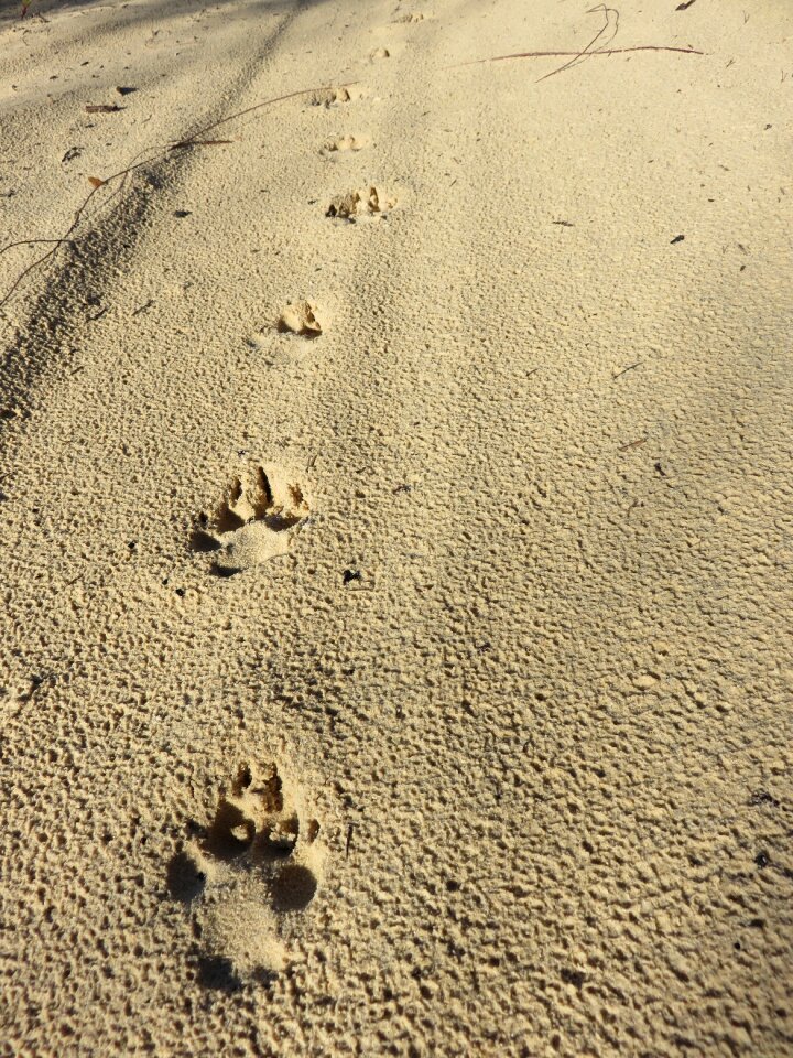 Beach australia sand