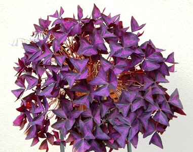 Clover plant purple photo