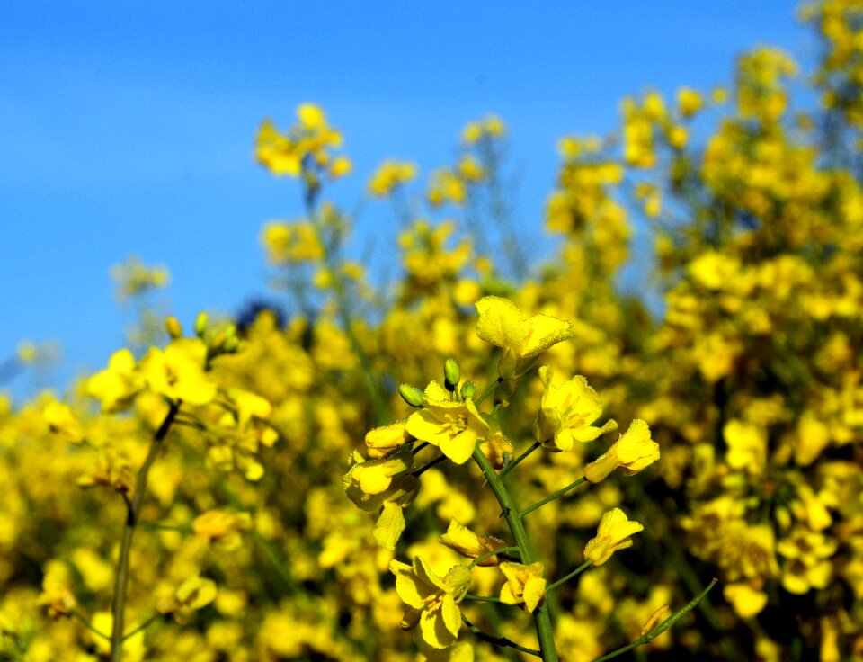 Yellow field of rapeseeds plant