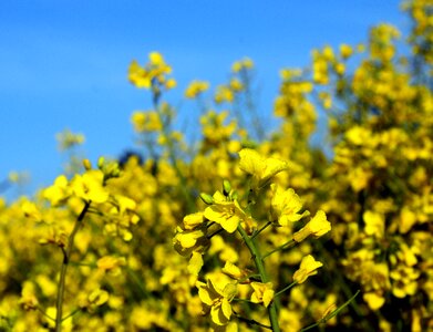 Yellow field of rapeseeds plant photo