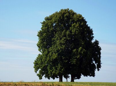 Lone tree landscape blue sky