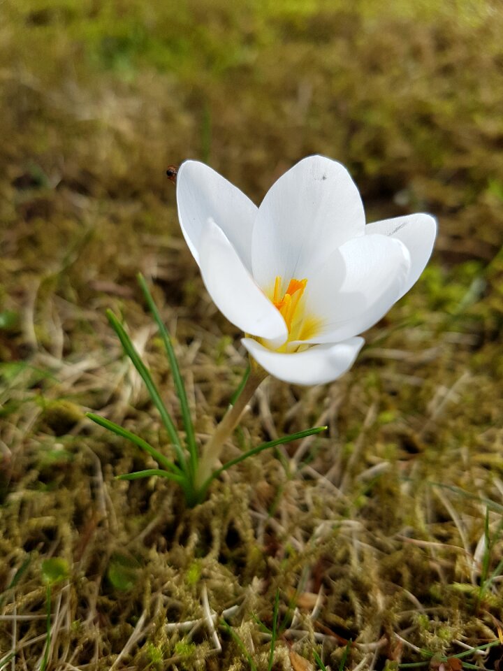 Blossom bloom white
