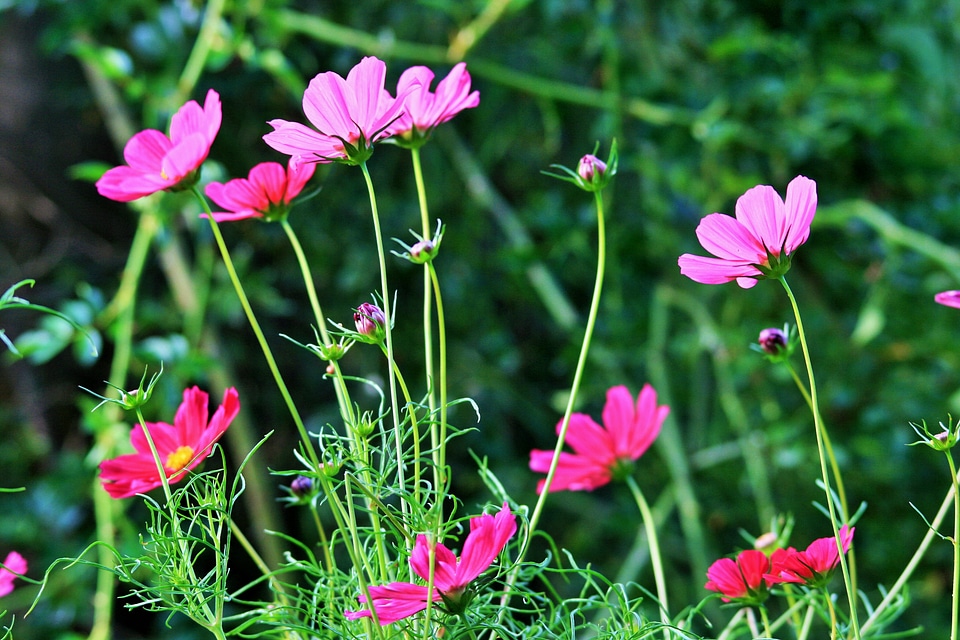 Pink garden green