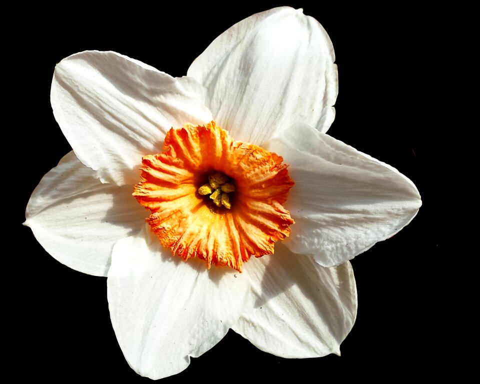Flower white black background