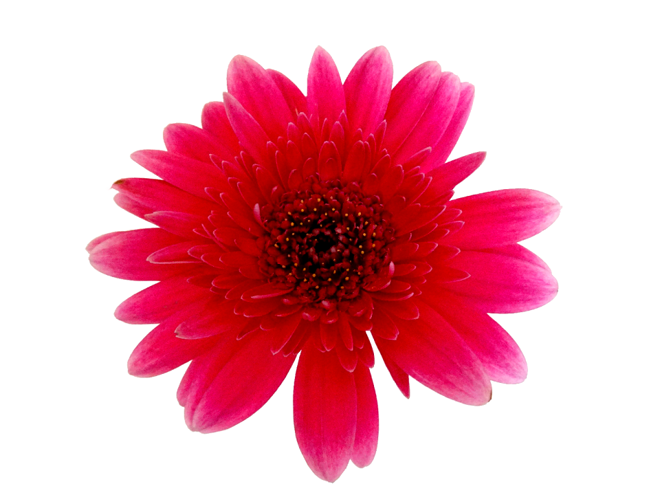 Transparent blossom bloom
