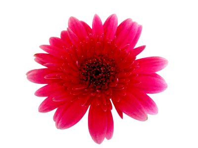 Transparent blossom bloom