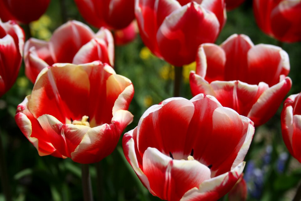 Tulip flowers plant