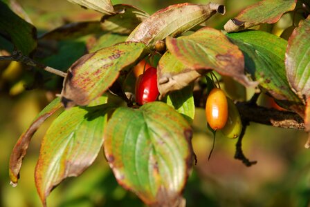 Autumn wood jujube
