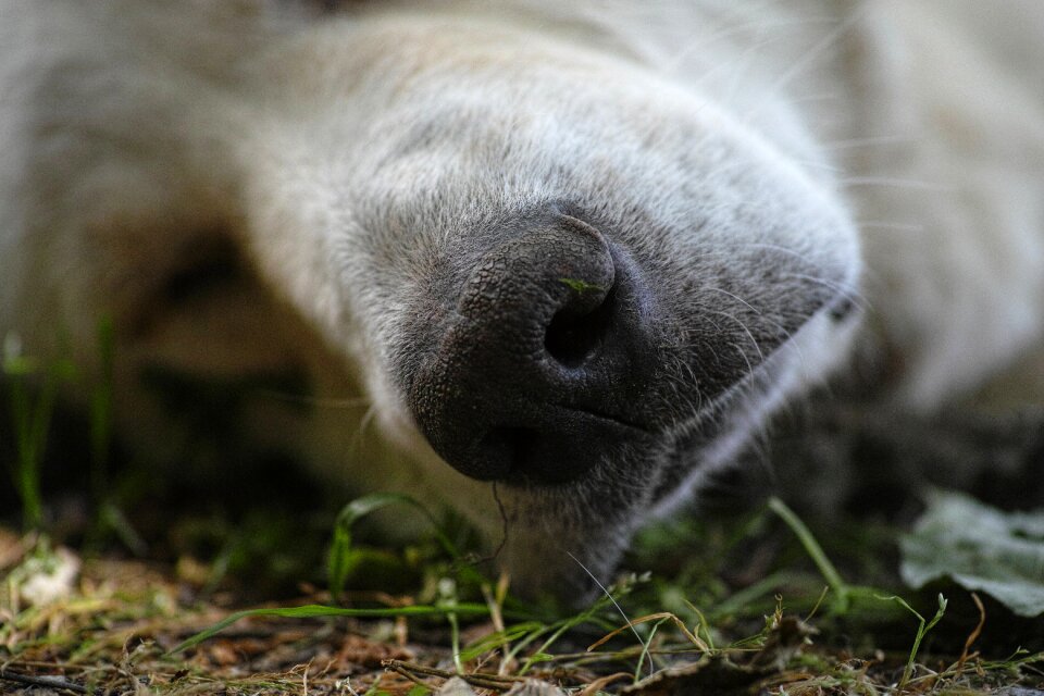 Animal nobody asleep