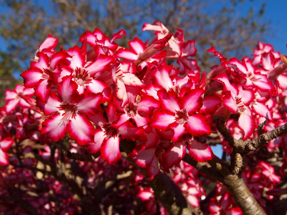 Plant nature blossom