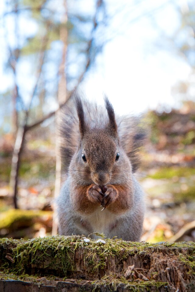 The rodent helsinki seurasaari