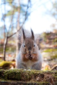 The rodent helsinki seurasaari