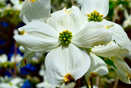 White spring flora photo