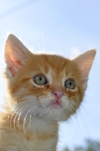 Look in the distance small cat animals