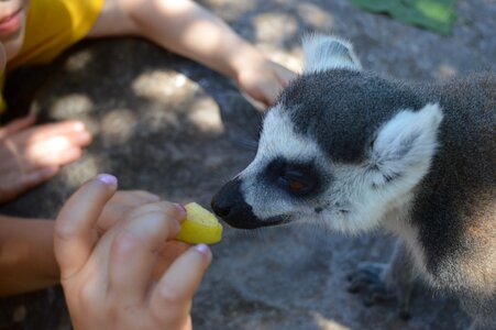 Wildlife madagascar lemuridae