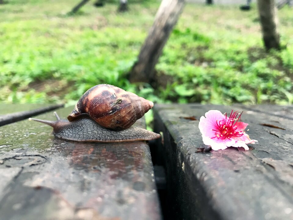 Wo niu cherry blossoms wood head