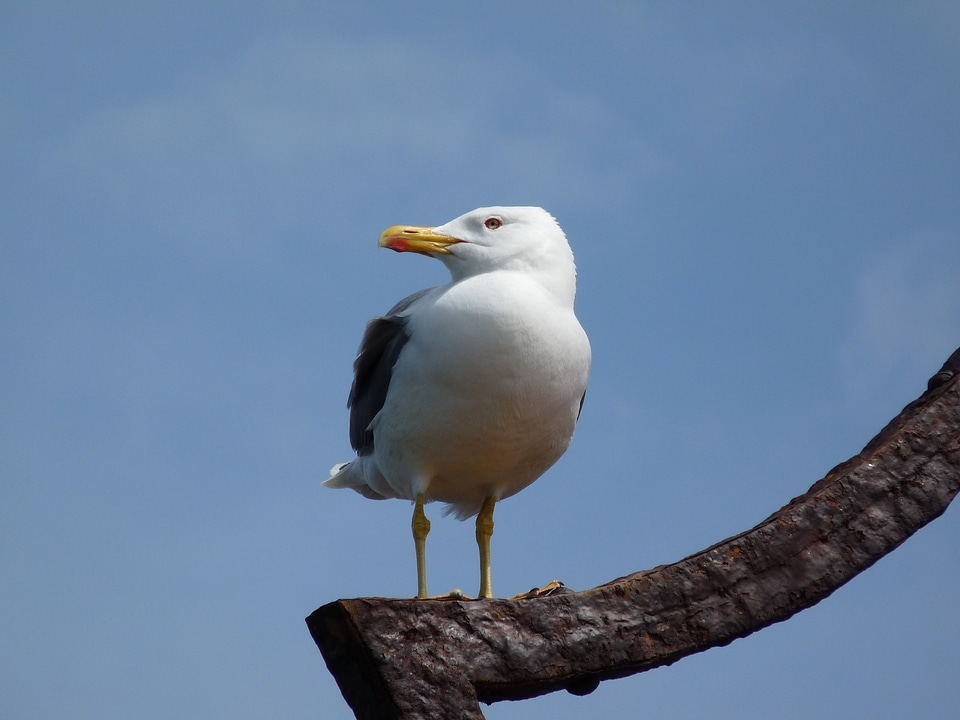 Vacations bird animal