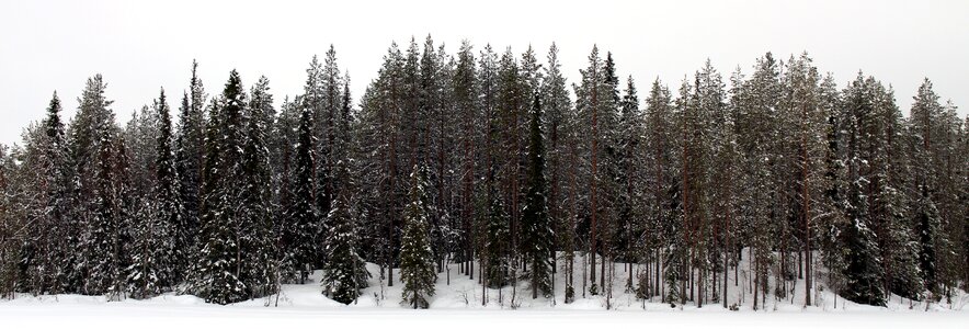 Trees finnish tree photo