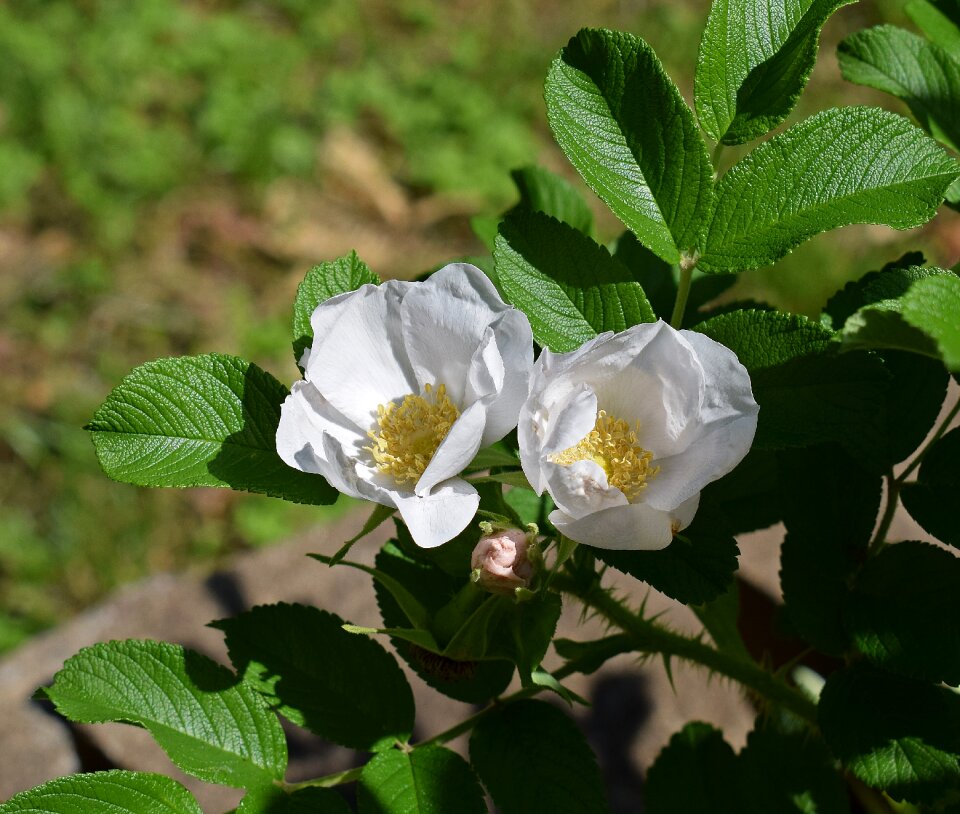 Flower blossom bloom