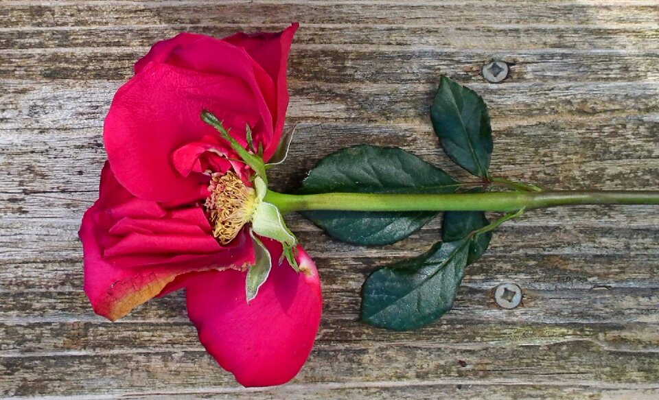 Bloom stem botanical