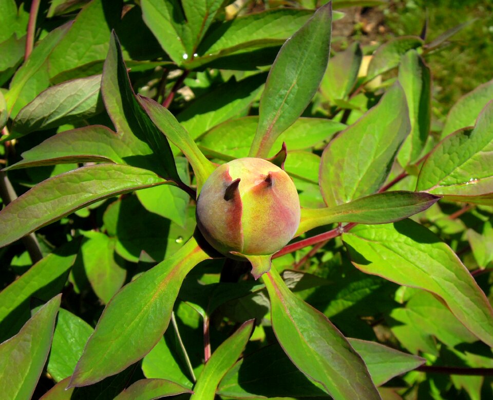 Foliage leaves green